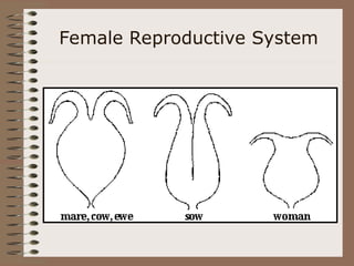 Female Reproductive System
 