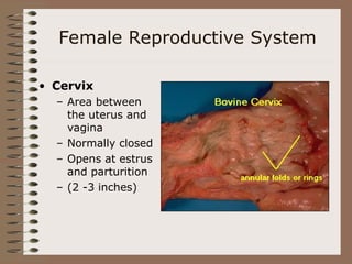 Female Reproductive System
• Cervix
– Area between
the uterus and
vagina
– Normally closed
– Opens at estrus
and parturition
– (2 -3 inches)
 