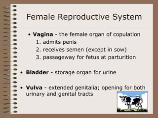 Female Reproductive System
• Vagina - the female organ of copulation
1. admits penis
2. receives semen (except in sow)
3. passageway for fetus at parturition
• Bladder - storage organ for urine
• Vulva - extended genitalia; opening for both
urinary and genital tracts
 