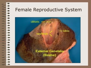 Female Reproductive System
 