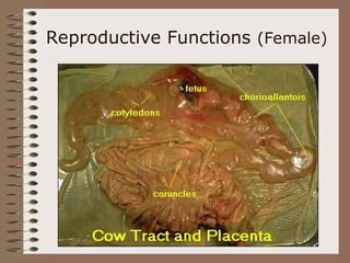 Reproductive Functions (Female)
 