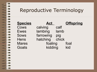 Reproductive Terminology
Species Act Offspring
Cows calving calf
Ewes lambing lamb
Sows farrowing pig
Hens hatching chick
Mares foaling foal
Goats kidding kid
 