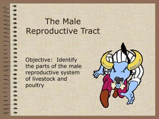 The Male
Reproductive Tract
Objective: Identify
the parts of the male
reproductive system
of livestock and
poultry
 