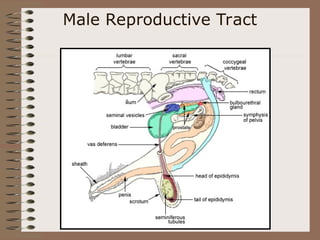 Male Reproductive Tract
 
