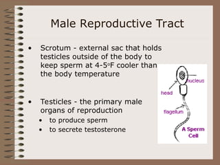 Male Reproductive Tract
• Scrotum - external sac that holds
testicles outside of the body to
keep sperm at 4-5o
F cooler than
the body temperature
• Testicles - the primary male
organs of reproduction
• to produce sperm
• to secrete testosterone
 