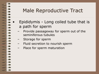 Male Reproductive Tract
• Epididymis - Long coiled tube that is
a path for sperm
– Provide passageway for sperm out of the
seminiferous tubules
– Storage for sperm
– Fluid secretion to nourish sperm
– Place for sperm maturation
 