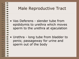 Male Reproductive Tract
• Vas Deferens - slender tube from
epididymis to urethra which moves
sperm to the urethra at ejaculation
• Urethra - long tube from bladder to
penis; passageway for urine and
sperm out of the body
 