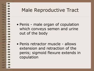 Male Reproductive Tract
• Penis - male organ of copulation
which conveys semen and urine
out of the body
• Penis retractor muscle - allows
extension and retraction of the
penis; sigmoid flexure extends in
copulation
 