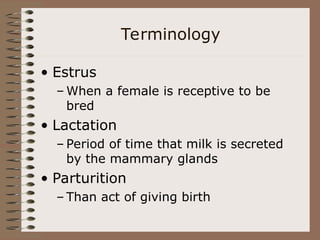 Terminology
• Estrus
– When a female is receptive to be
bred
• Lactation
– Period of time that milk is secreted
by the mammary glands
• Parturition
– Than act of giving birth
 
