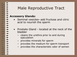 Male Reproductive Tract
Accessory Glands:
• Seminal vesicles- add fructose and citric
acid to nourish the sperm
• Prostate Gland - located at the neck of the
bladder
– cleans the urethra prior to and during
ejaculation
– provides minerals for sperm
– provides the medium for sperm transport
– provides the characteristic odor of semen
 
