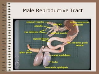 Male Reproductive Tract
 