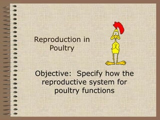 Reproduction in
Poultry
Objective: Specify how the
reproductive system for
poultry functions
 