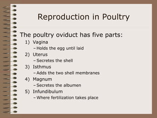 Reproduction in Poultry
The poultry oviduct has five parts:
1) Vagina
– Holds the egg until laid
2) Uterus
– Secretes the shell
3) Isthmus
– Adds the two shell membranes
4) Magnum
– Secretes the albumen
5) Infundibulum
– Where fertilization takes place
 
