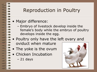 Reproduction in Poultry
• Major difference:
– Embryo of livestock develop inside the
female’s body while the embryo of poultry
develops inside the egg.
• Poultry only have the left ovary and
oviduct when mature
• The yoke is the ovum
• Chicken Incubation
– 21 days
 