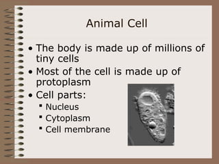 Animal Cell
• The body is made up of millions of
tiny cells
• Most of the cell is made up of
protoplasm
• Cell parts:
 Nucleus
 Cytoplasm
 Cell membrane
 
