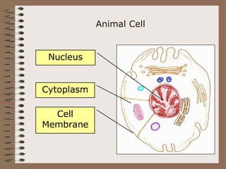 Animal Cell
Nucleus
Cytoplasm
Cell
Membrane
 