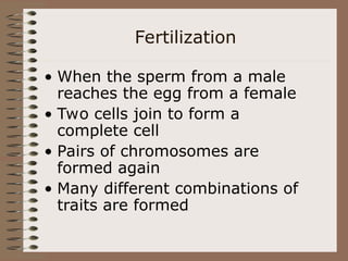 Fertilization
• When the sperm from a male
reaches the egg from a female
• Two cells join to form a
complete cell
• Pairs of chromosomes are
formed again
• Many different combinations of
traits are formed
 