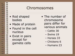 Chromosomes
• Rod shaped
bodies
• Made of protein
• Found in the cell
nucleus
• Exist in pairs
except for
gamete cells
• The number of
chromosome
pairs differ for
various animals
– Cattle 30
– Swine 19
– Horses 33
– Chickens 6
– Humans 23
 