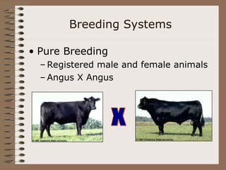 Breeding Systems
• Pure Breeding
– Registered male and female animals
– Angus X Angus
 