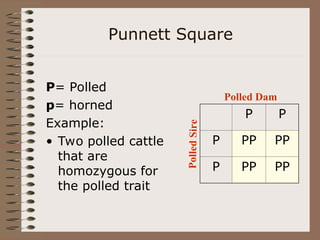 Punnett Square
P= Polled
p= horned
Example:
• Two polled cattle
that are
homozygous for
the polled trait
P P
P PP PP
P PP PP
Polled Dam
Pol
led
Sire
 