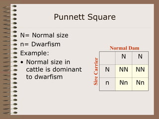Punnett Square
N= Normal size
n= Dwarfism
Example:
• Normal size in
cattle is dominant
to dwarfism
N N
N NN NN
n Nn Nn
Normal Dam
Sir
e
Ca
rrie
r
 