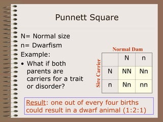 Punnett Square
N= Normal size
n= Dwarfism
Example:
• What if both
parents are
carriers for a trait
or disorder?
N n
N NN Nn
n Nn nn
Normal Dam
Sir
e
Ca
rrie
r
Result: one out of every four births
could result in a dwarf animal (1:2:1)
 
