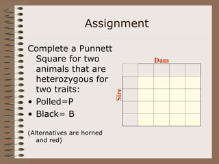 Assignment
Complete a Punnett
Square for two
animals that are
heterozygous for
two traits:
• Polled=P
• Black= B
(Alternatives are horned
and red)
Dam
Sire
 