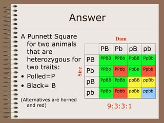 Answer
A Punnett Square
for two animals
that are
heterozygous for
two traits:
• Polled=P
• Black= B
(Alternatives are horned
and red)
PB Pb pB pb
PB PPBB PPBb PpBB PpBb
Pb PPBb PPbb PpBb Ppbb
pB PpBB PpBb ppBB ppBb
pb PpBb Ppbb ppBb ppbb
Dam
Sire
9:3:3:1
 
