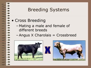 Breeding Systems
• Cross Breeding
– Mating a male and female of
different breeds
– Angus X Charolais = Crossbreed
 