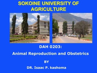 SOKOINE UNIVERSITY OF
AGRICULTURE
DAH 0203:
Animal Reproduction and Obstetrics
BY
DR. Isaac P. kashoma
 