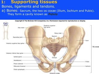 1: Supporting tissues
Bones, ligaments and tendons.
a) Bones: Sacrum, the two os coxae (Ilium, Ischium and Pubis).
They fo...
