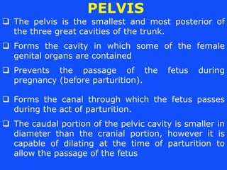  The pelvis is the smallest and most posterior of
the three great cavities of the trunk.
 Forms the cavity in which some...