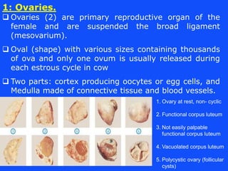 1: Ovaries.
 Ovaries (2) are primary reproductive organ of the
female and are suspended the broad ligament
(mesovarium).
...