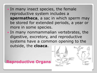  In many insect species, the female
  reproductive system includes a
  spermatheca, a sac in which sperm may
  be stored for extended periods, a year or
  more in some species.
 In many nonmammalian vertebrates, the
  digestive, excretory, and reproductive
  systems have a common opening to the
  outside, the cloaca.



Reproductive Organs
 