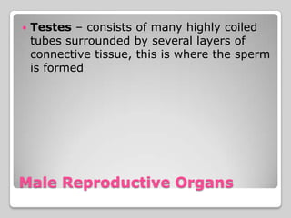    Testes – consists of many highly coiled
    tubes surrounded by several layers of
    connective tissue, this is where the sperm
    is formed




Male Reproductive Organs
 