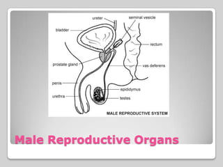 Male Reproductive Organs
 