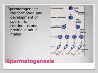 Spermatogenesis –
 the formation and
 development of
 sperm, is
 continuous and
 prolific in adult
 males




Spermatogenesis
 