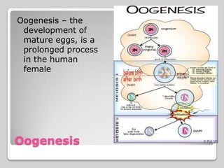 Oogenesis – the
 development of
 mature eggs, is a
 prolonged process
 in the human
 female




Oogenesis
 