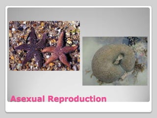 Asexual Reproduction
 