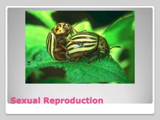 Sexual Reproduction
 