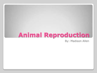 Animal Reproduction
By: Madison Allen
 