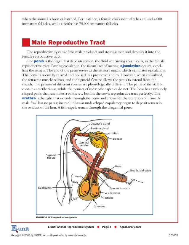 Animal reproductive anatomy