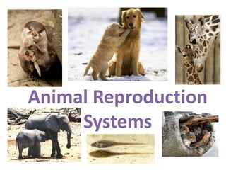 Animal Reproduction
Systems
 