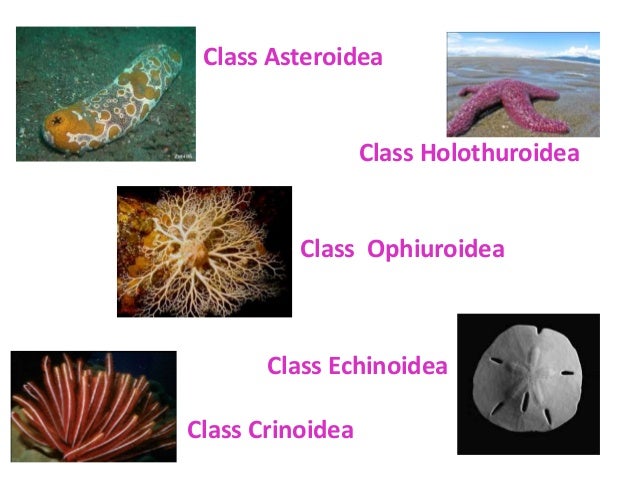 Animal reproductive system