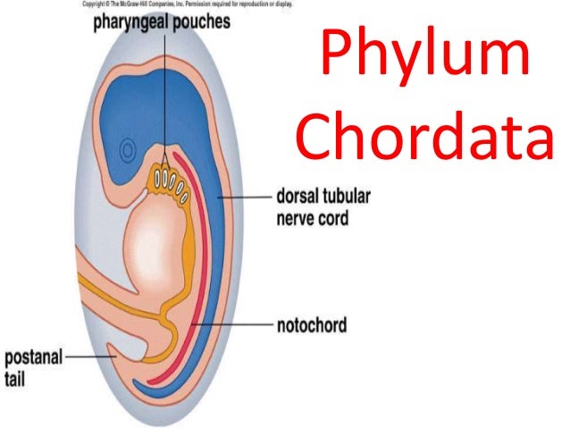 Animal reproductive system