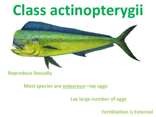 Animal reproductive system