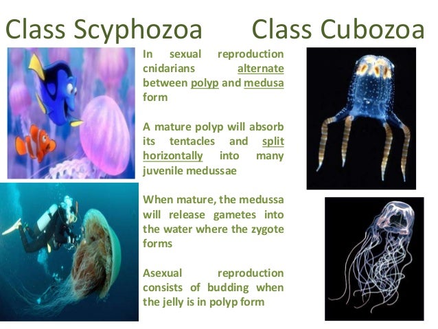 Animal reproductive system