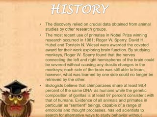 •
•

•

The discovery relied on crucial data obtained from animal
studies by other research groups.
The most recent use of primates in Nobel Prize winning
research occurred in 1981; Roger W. Sperry, David H.
Hubel and Torstein N. Wiesel were awarded the coveted
award for their work exploring brain function. By studying
monkeys, Roger W. Sperry found that the nerves
connecting the left and right hemispheres of the brain could
be severed without causing any drastic changes in the
monkeys; each side of the brain was still able to learn,
however, what was learned by one side could no longer be
retrieved by the other.
Biologists believe that chimpanzees share at least 98.4
percent of the same DNA as humans while the genetic
composition of gorillas is at least 97 percent consistent with
that of humans. Evidence of all animals and primates in
particular as "sentient" beings, capable of a range of
emotions and thought processes, has led scientists to
search for alternative ways to study behavior without

 