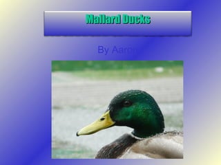 By Aaron
Mallard DucksMallard Ducks
