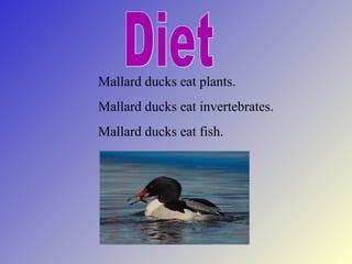 Mallard ducks eat plants.
Mallard ducks eat invertebrates.
Mallard ducks eat fish.